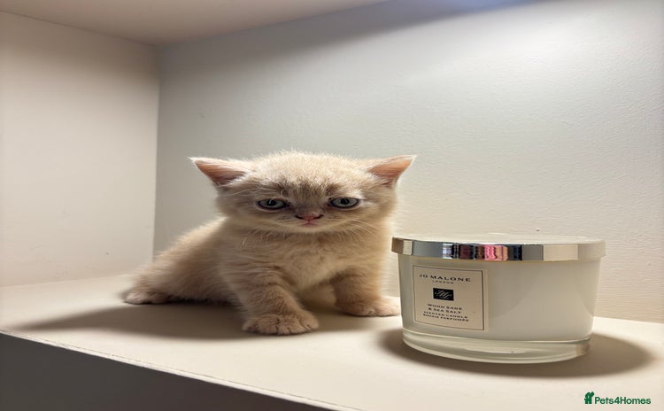 British Shorthair cats - Advert 7