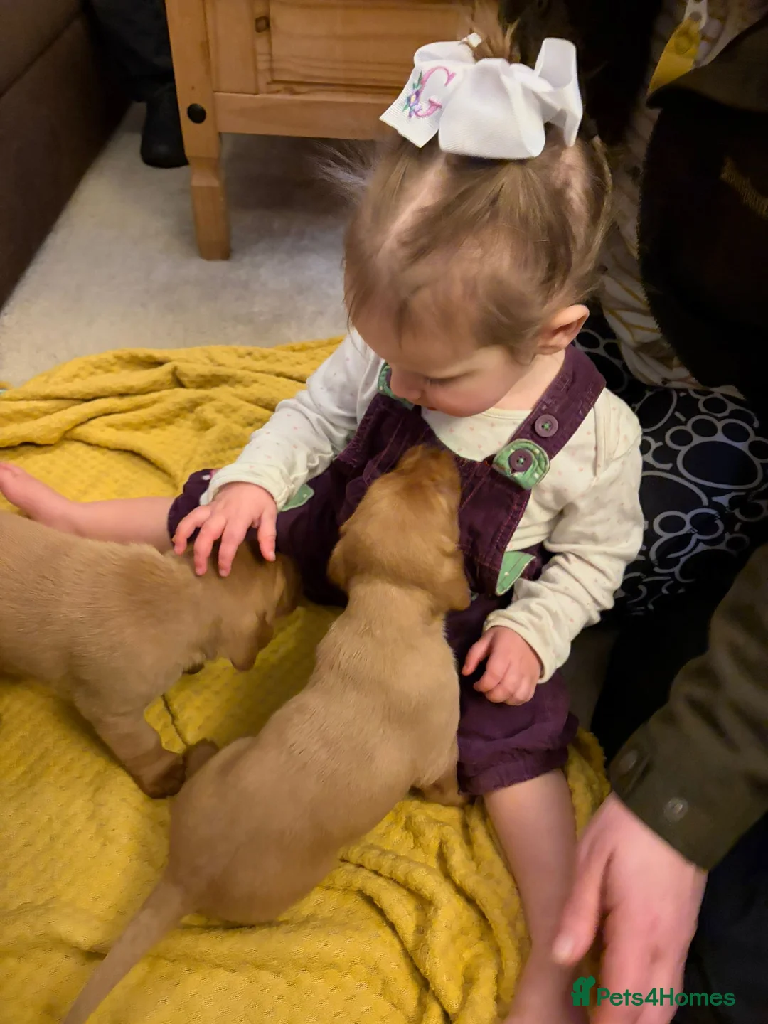 Labrador Retriever dogs for sale: Labrador fox red and golden puppy - Advert 4