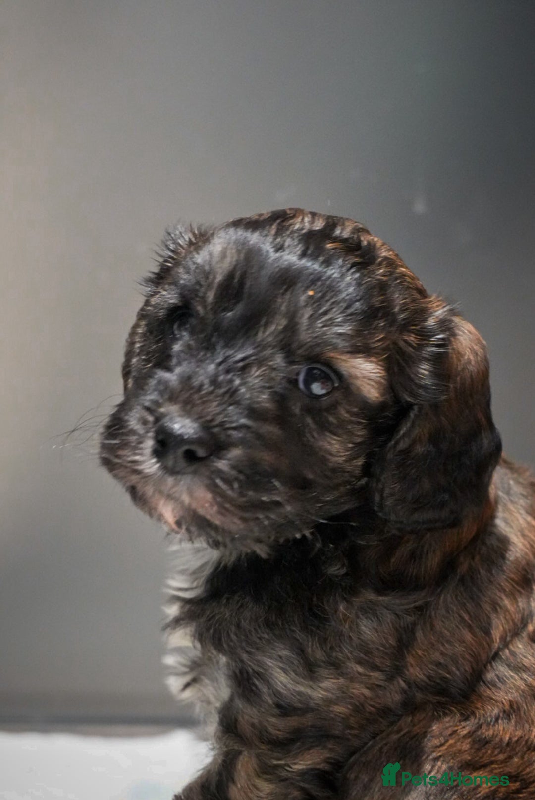 Cockapoo dogs for sale: Beautiful litter of cockerpoo puppies  - Advert 12