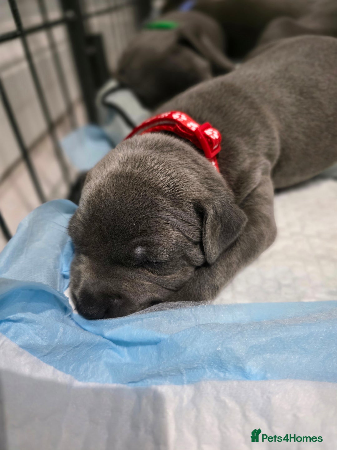 Staffordshire Bull Terrier dogs for sale: Beautiful Staffordshire Bull Terrier Puppies - Advert 7