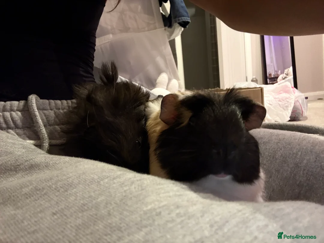 Guinea Pig rodents for sale: Two 12 week old male guinea pigs  - Advert 6