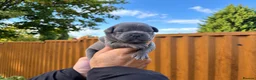 Staffordshire Bull Terrier dogs for sale: SOLID BLUE TEDDY BEARS 🧸  - Advert 10