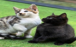 Bengal cats for sale: Gorgeous Bengal X Kittens!! Price Reduced!! - Image 34