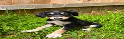 Saluki dogs for sale: Beautiful Saluki pups from champion lines - Advert 23