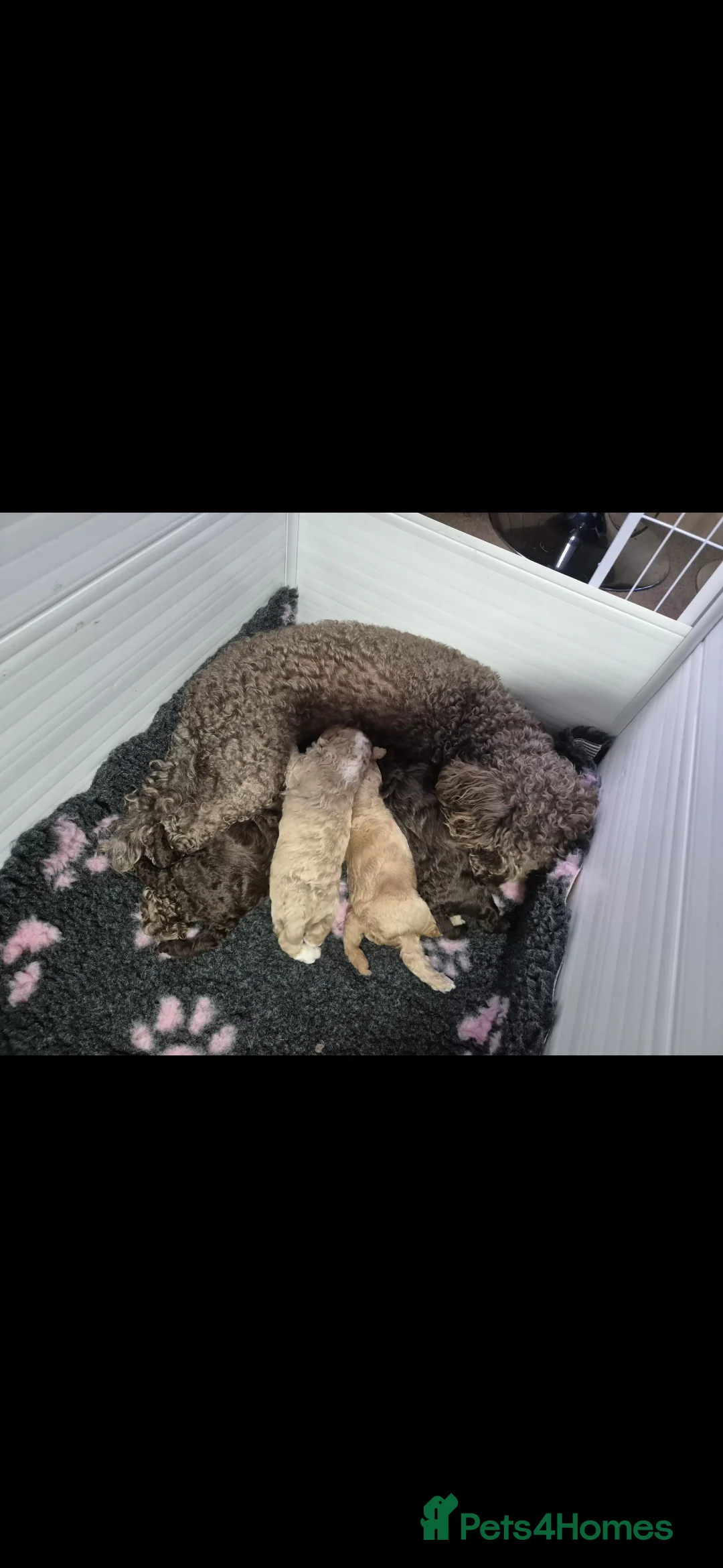 Toy Poodle dogs for stud: Proven, miniature poodle 🏆 - Advert 13