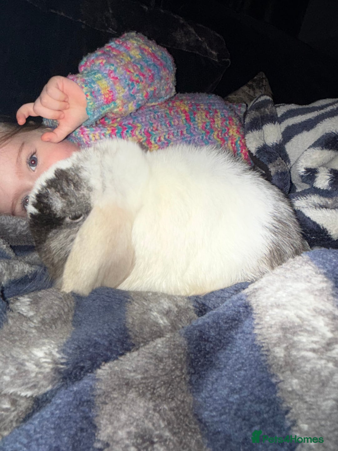 Mini Lop rabbits for sale: Patch Adams babies for reservation - Advert 3