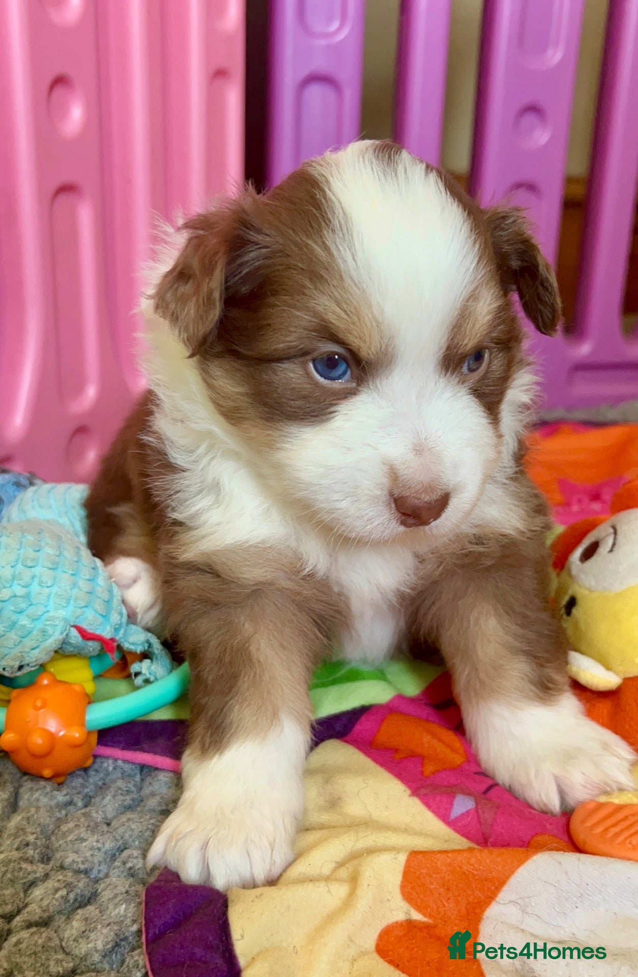 Australian Shepherd dogs for sale: Quality Mini Aussie (MAS) Rare Show Lines RKC reg  - Advert 2