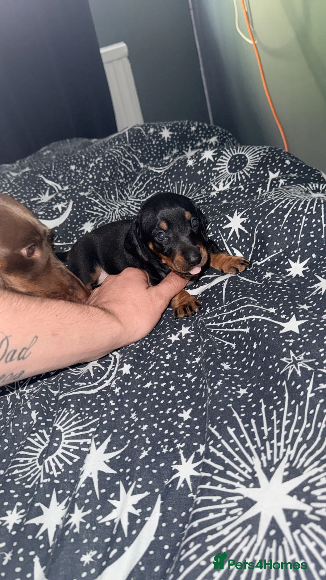 Dachshund dogs for sale: Dachshund - Advert 2