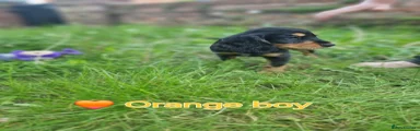 Black and Tan Orange collar 