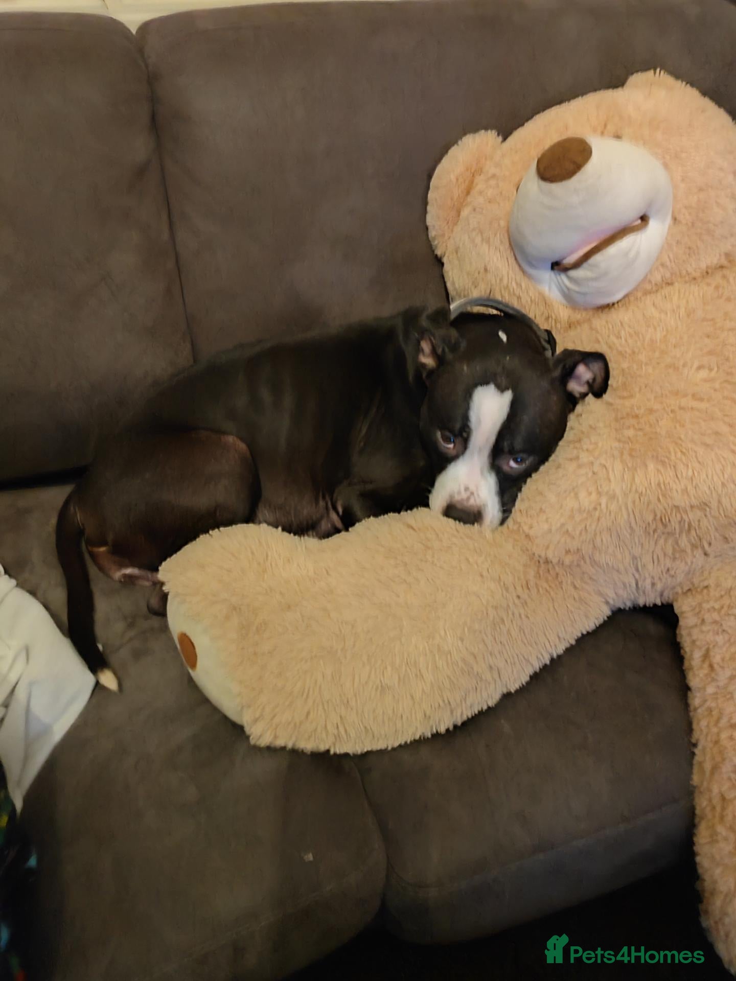 Staffordshire Bull Terrier dogs Puppy info - Advert 3