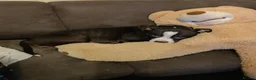 Staffordshire Bull Terrier dogs for sale: Puppy info in Cleckheaton - Advert 1
