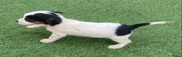 Jack Russell dogs for sale: Jack Russell puppies  - Advert 25
