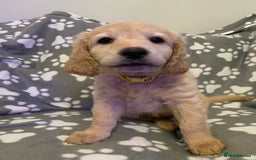 Double Doodle dogs for sale: Beautiful rare litter of Double Doodles - Image 14