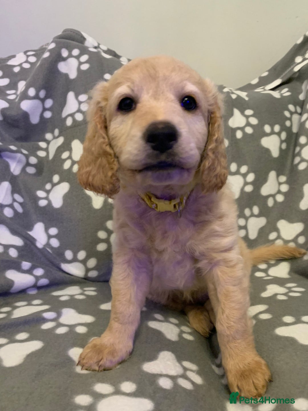Double Doodle dogs for sale: Beautiful rare litter of Double Doodles - Image 14