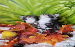 British Shorthair cats for sale: British Shorthair Tabby  - Image 18