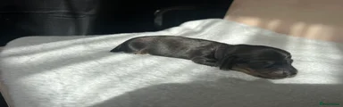 Miniature Dachshund Puppy 2