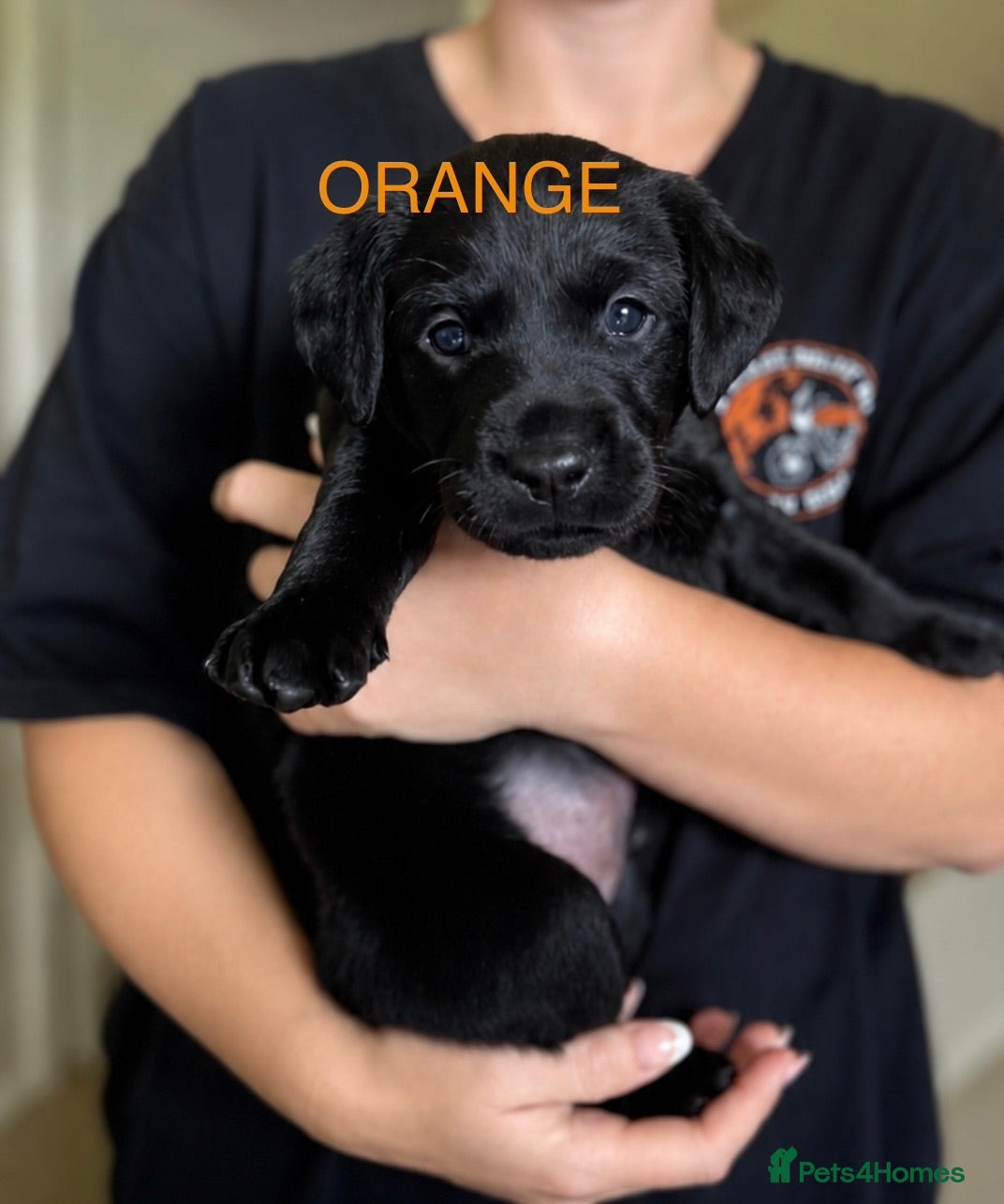 Labrador Retriever dogs 🖤BOYS KC reg Health tested🖤 - Advert 2