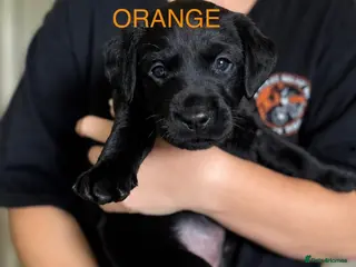 Labrador Retriever dogs 🖤BOYS KC reg Health tested🖤 - Advert 3