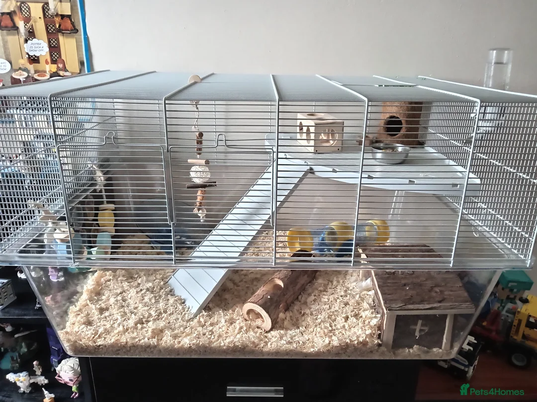 Hamster rodents for sale: Dwarf hamster - Advert 8