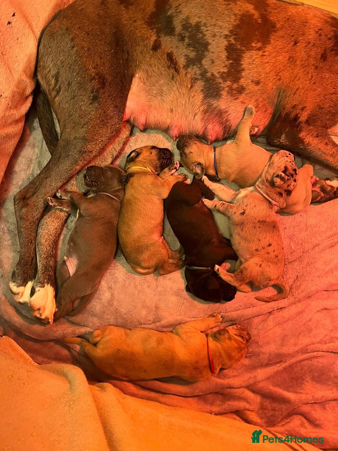 Great Dane dogs for sale: Great Dane puppy’s  - Image 1