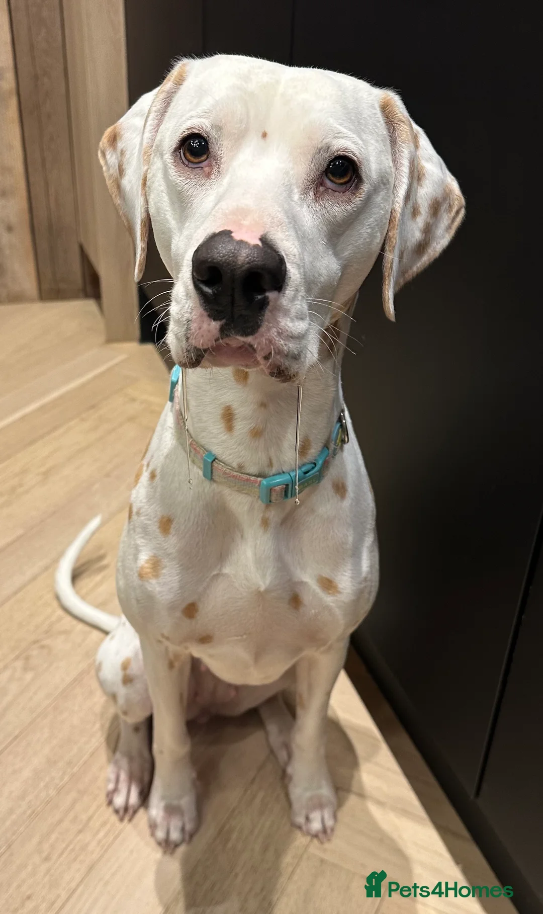 Dalmatian dogs for sale: KC Lemon Dalmatian Pups Due March - Advert 2