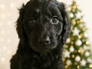 Goldendoodle dogs 1 Girl left Gorgeous Healthy Goldendoodle Puppie - Advert 3