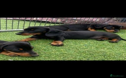 Miniature Dachshund dogs for sale: Mini dachshunds puppies fully vaccinated  - Image 2