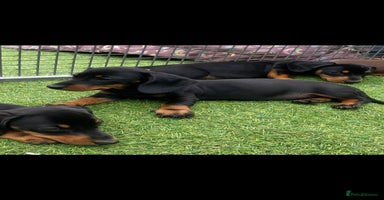 Miniature Dachshund dogs - Advert 4