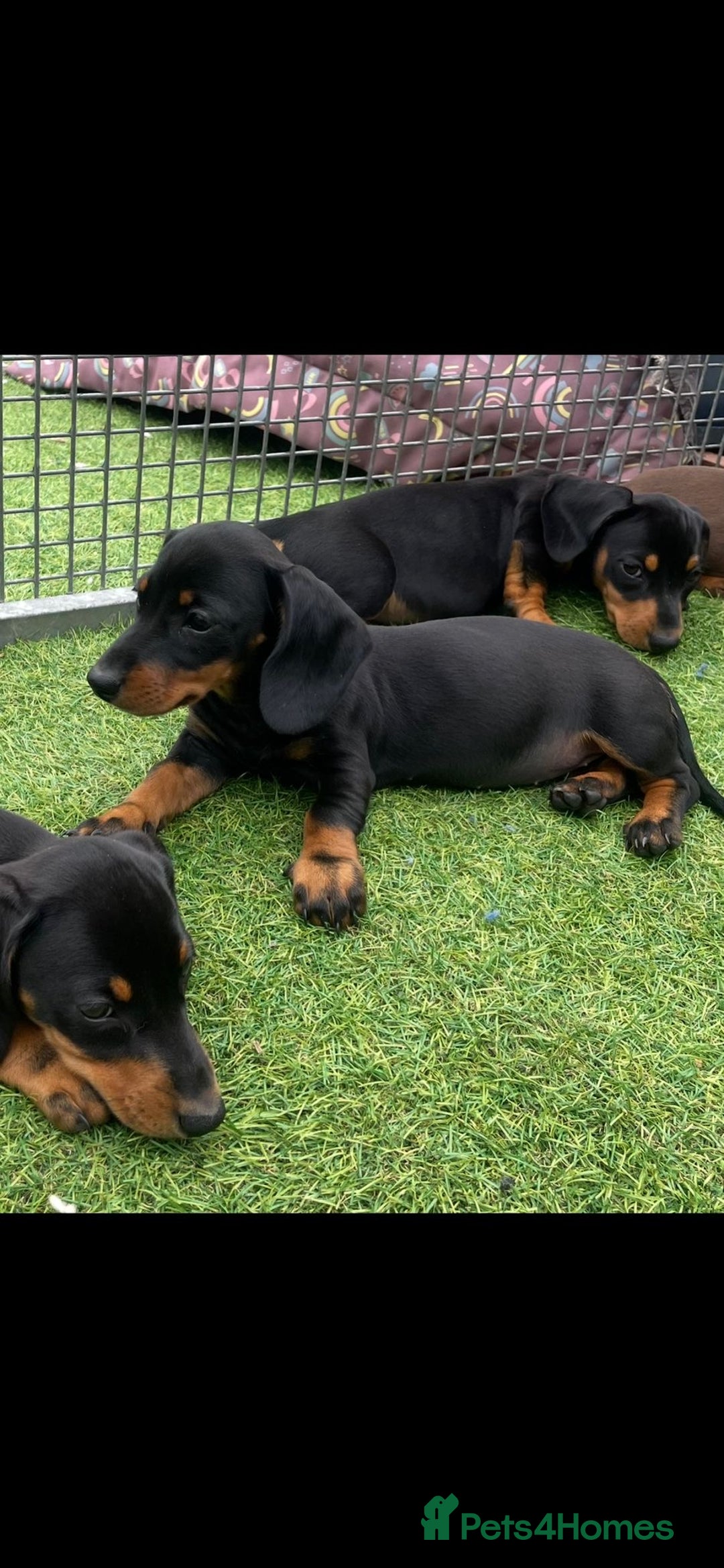 Miniature Dachshund dogs for sale: Mini dachshunds puppies fully vaccinated  - Image 2