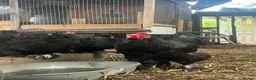 Chickens poultry for sale: Brahma and brahma x faverolles  in Emsworth - Advert 4