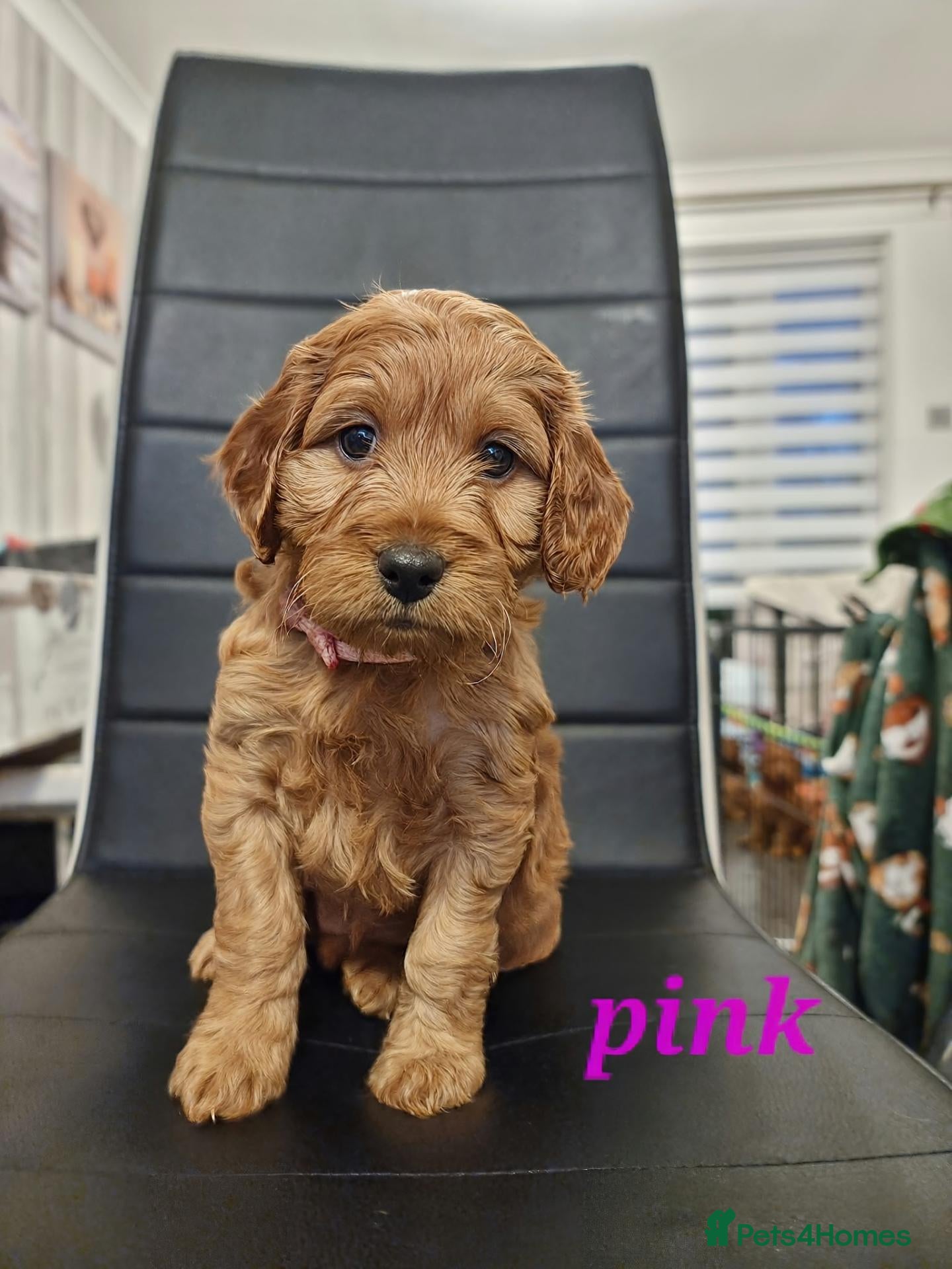 Cockapoo dogs F1 Cockapoo puppies fully DNA tested parents  - Advert 13