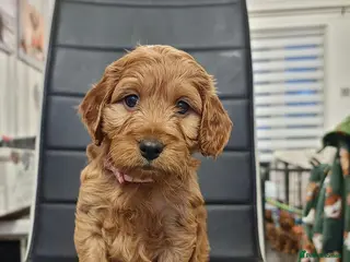 Cockapoo dogs F1 Cockapoo puppies fully DNA tested parents - Advert 13