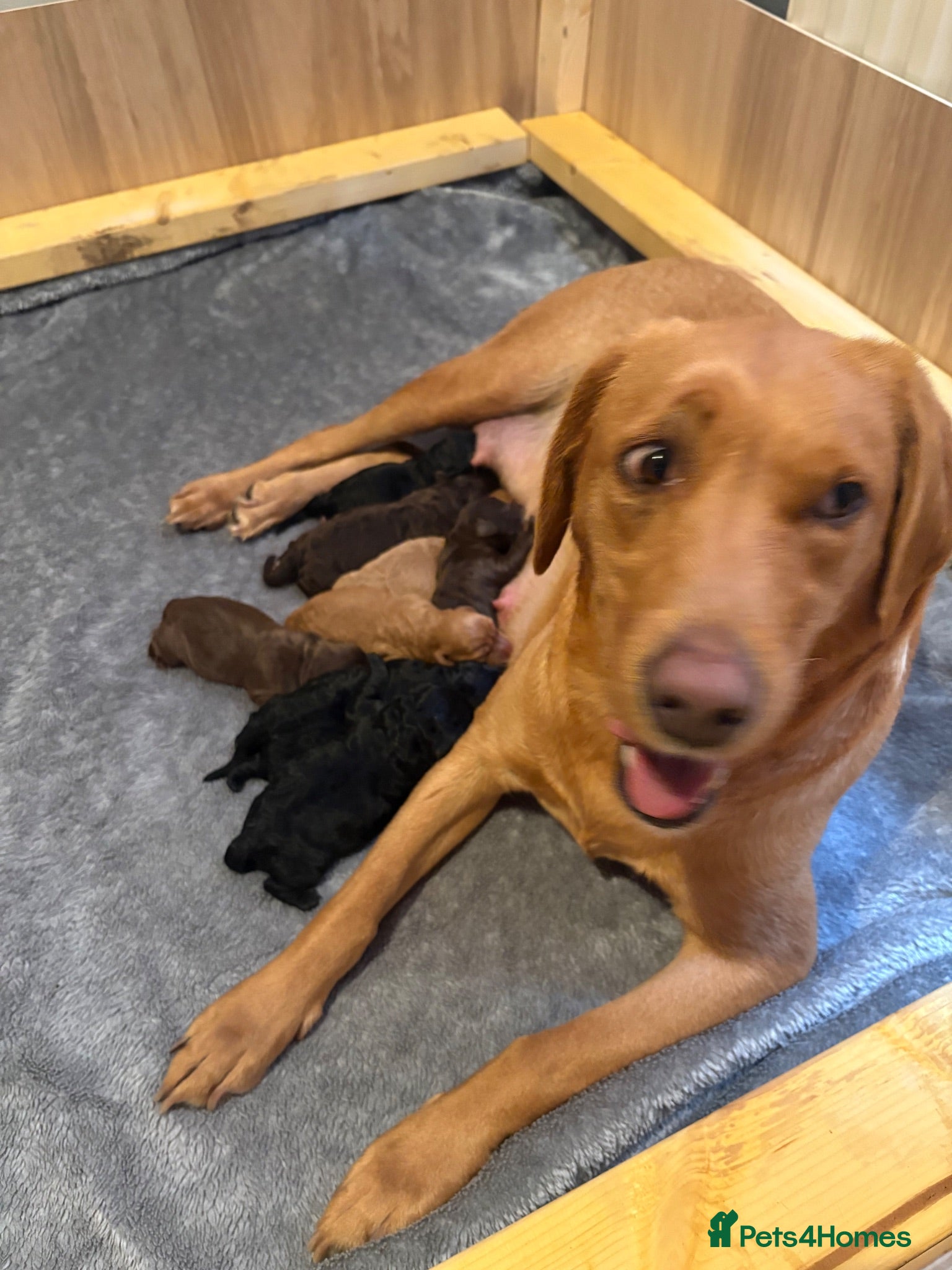 Labradoodle dogs Miniature labradoodle puppies  - Advert 2