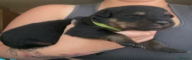 Rottweiler 2