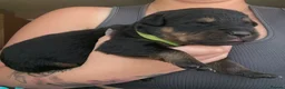 Rottweiler dogs for sale: Rottweiler puppies - Advert 10