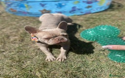 French Bulldog dogs for sale: Prada tiny Kc female new shade Isabella  - Image 3