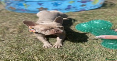 French Bulldog dogs - Advert 1