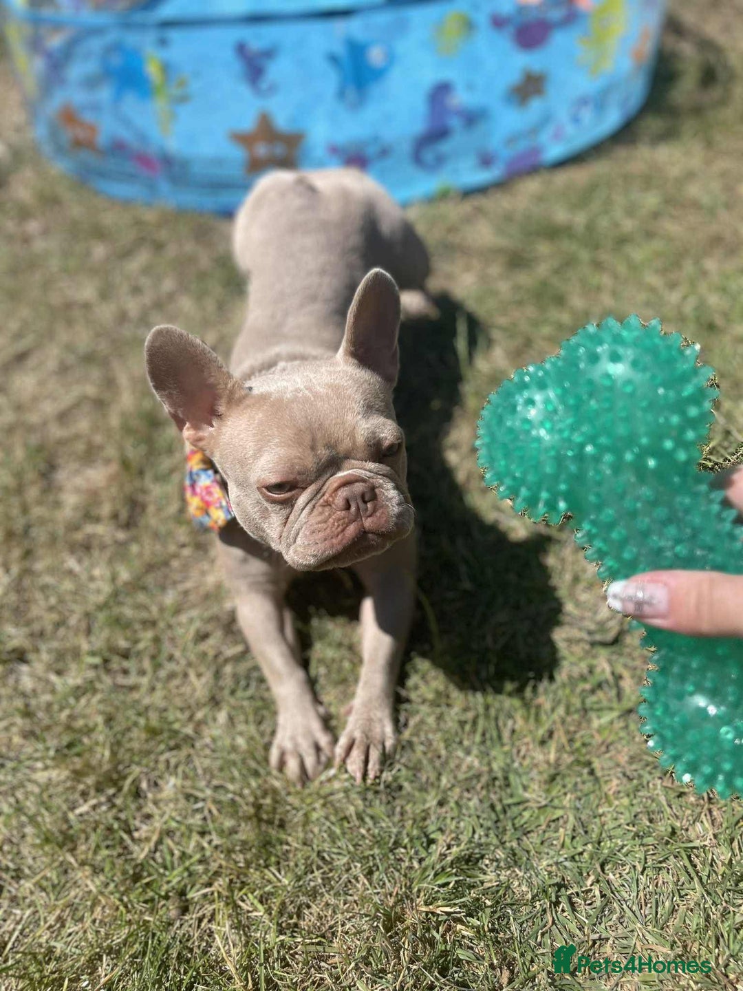 French Bulldog dogs for sale: Prada tiny Kc female new shade Isabella  - Image 3