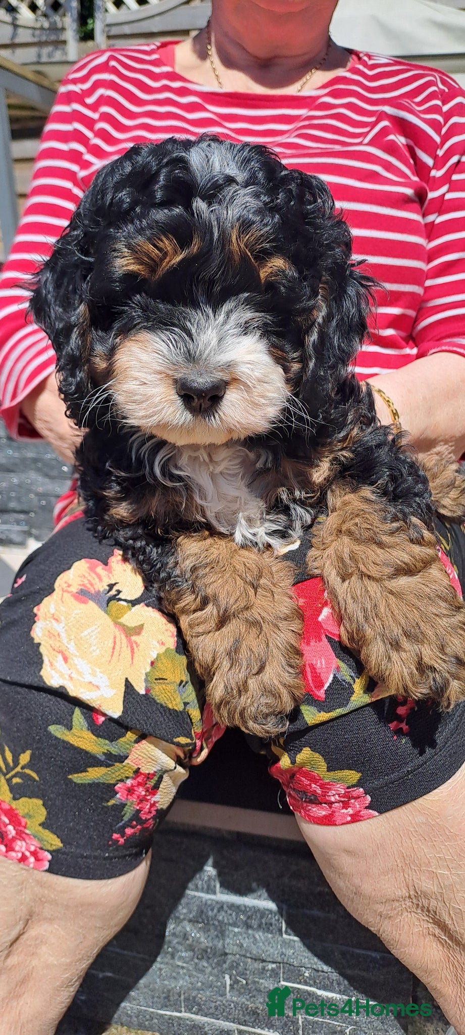 Cockapoo dogs ❤️Pepa 🥰 After health tested parents.  - Advert 1