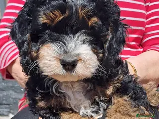 Cockapoo dogs ❤️Pepa 🥰 After health tested parents. - Advert 1