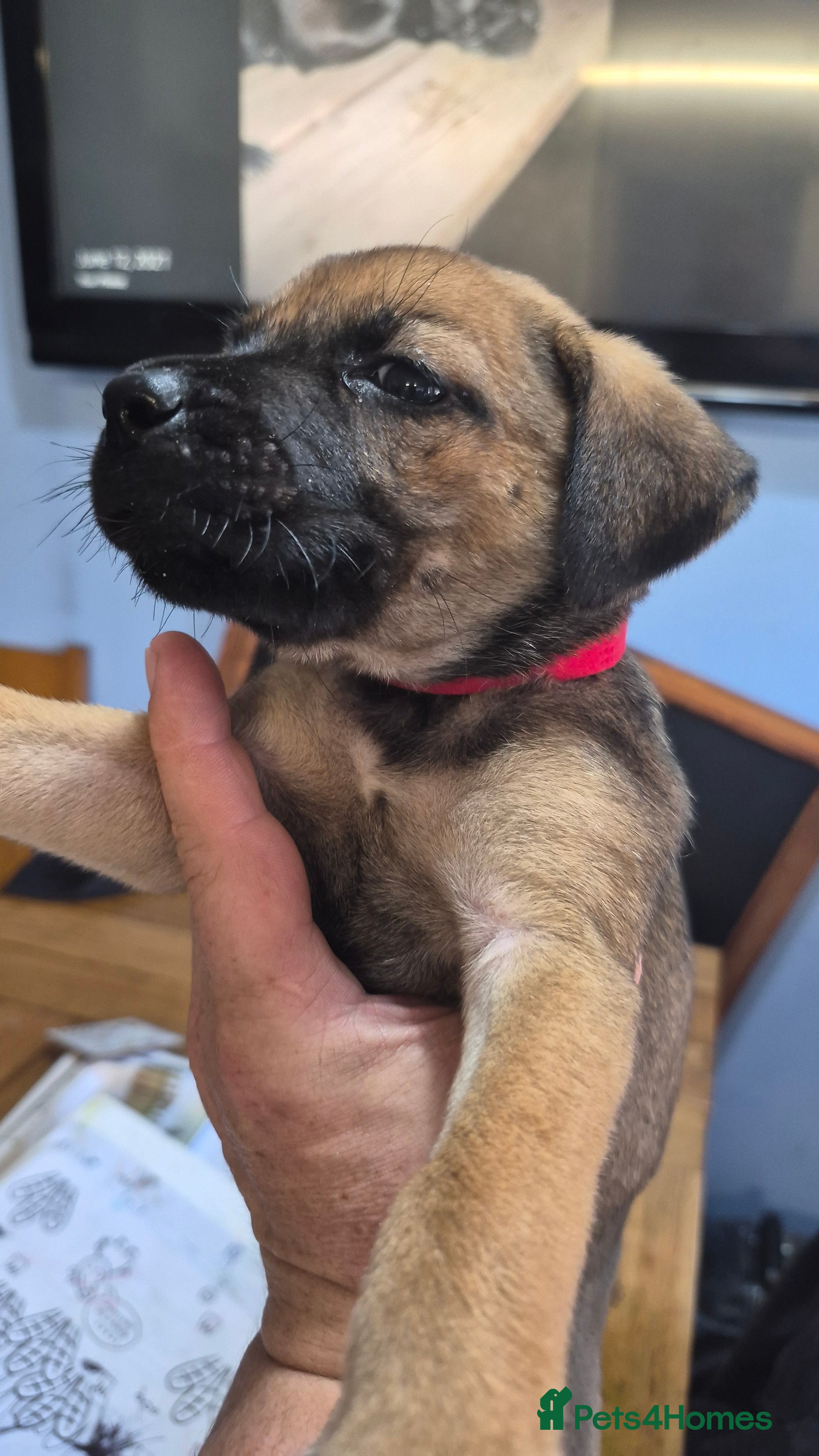 Mixed Breed dogs 2 girls ready to go sunday - Advert 11