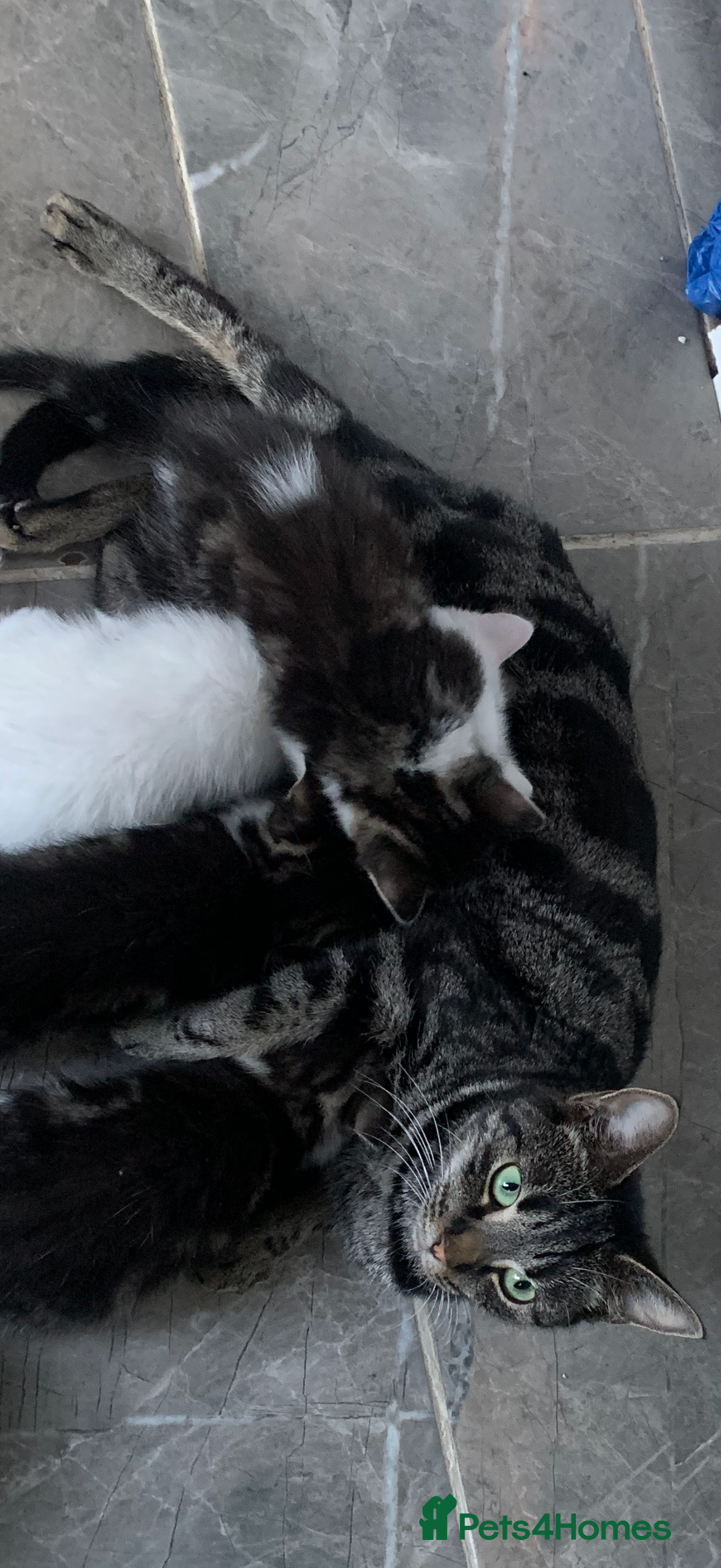 British Shorthair cats for sale: Cute playful fully vaccinated BSH ready to rehome - Advert 11