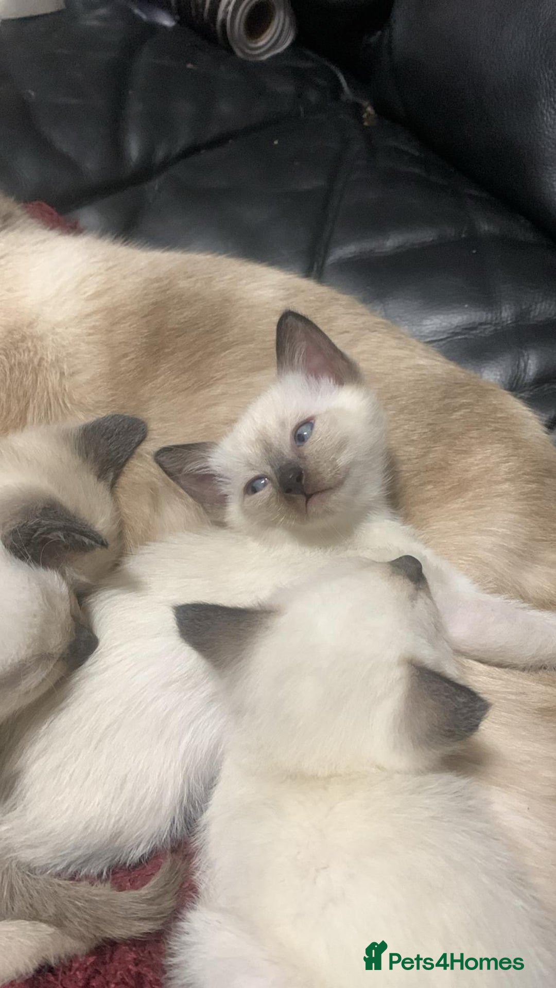 Siamese cats for sale: Siamese  - Advert 10