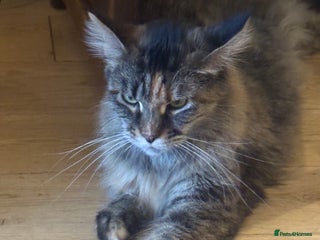 Maine Coon cats - Advert 6