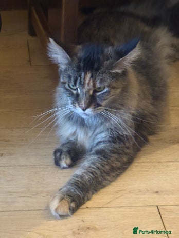 Maine Coon cats - Advert 5