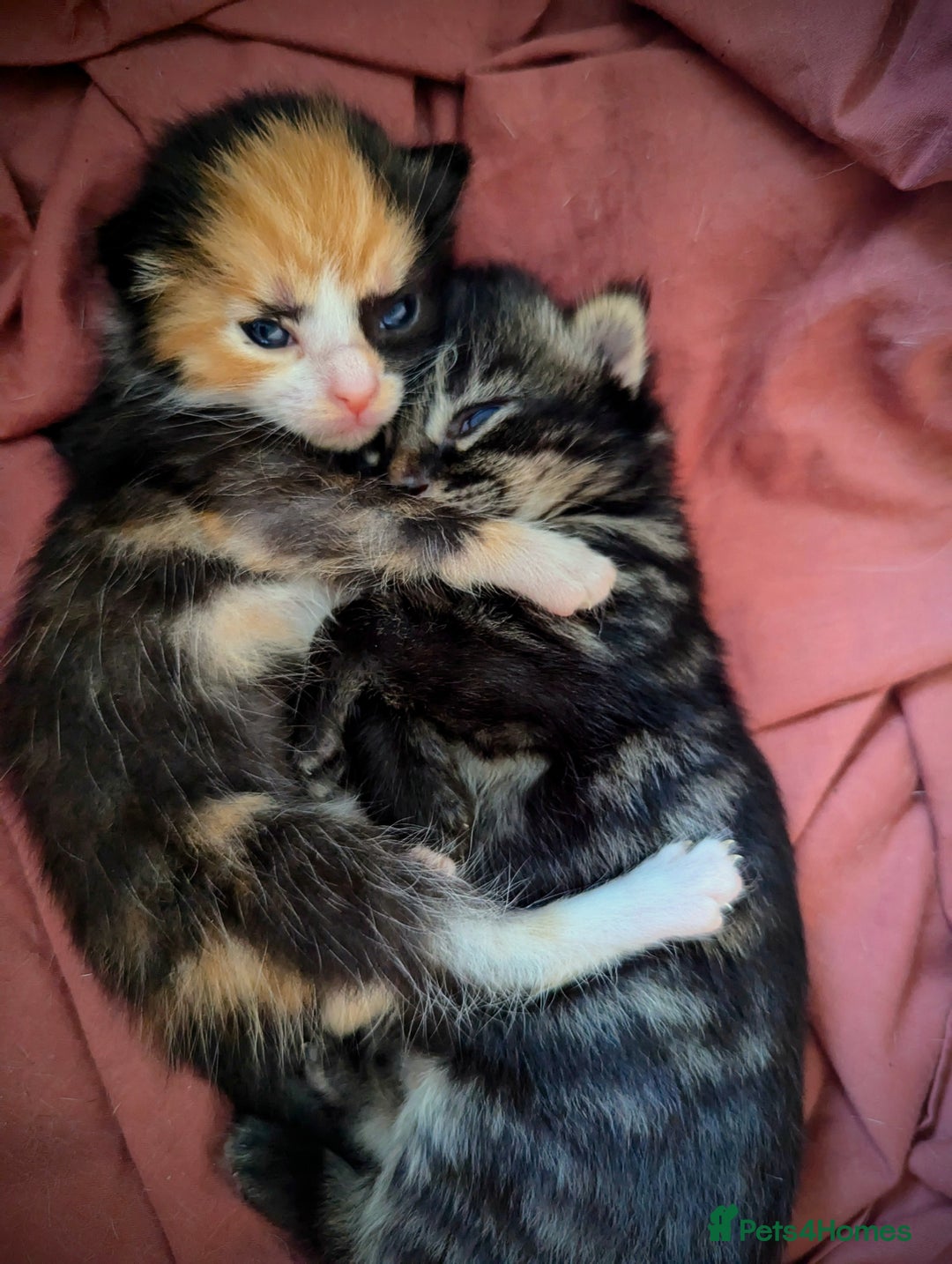 Domestic Shorthair cats for sale: 2 adorable kittens looking for loving home - Image 9