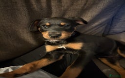 Rottweiler dogs for sale: Rottweiler pup  - Image 1