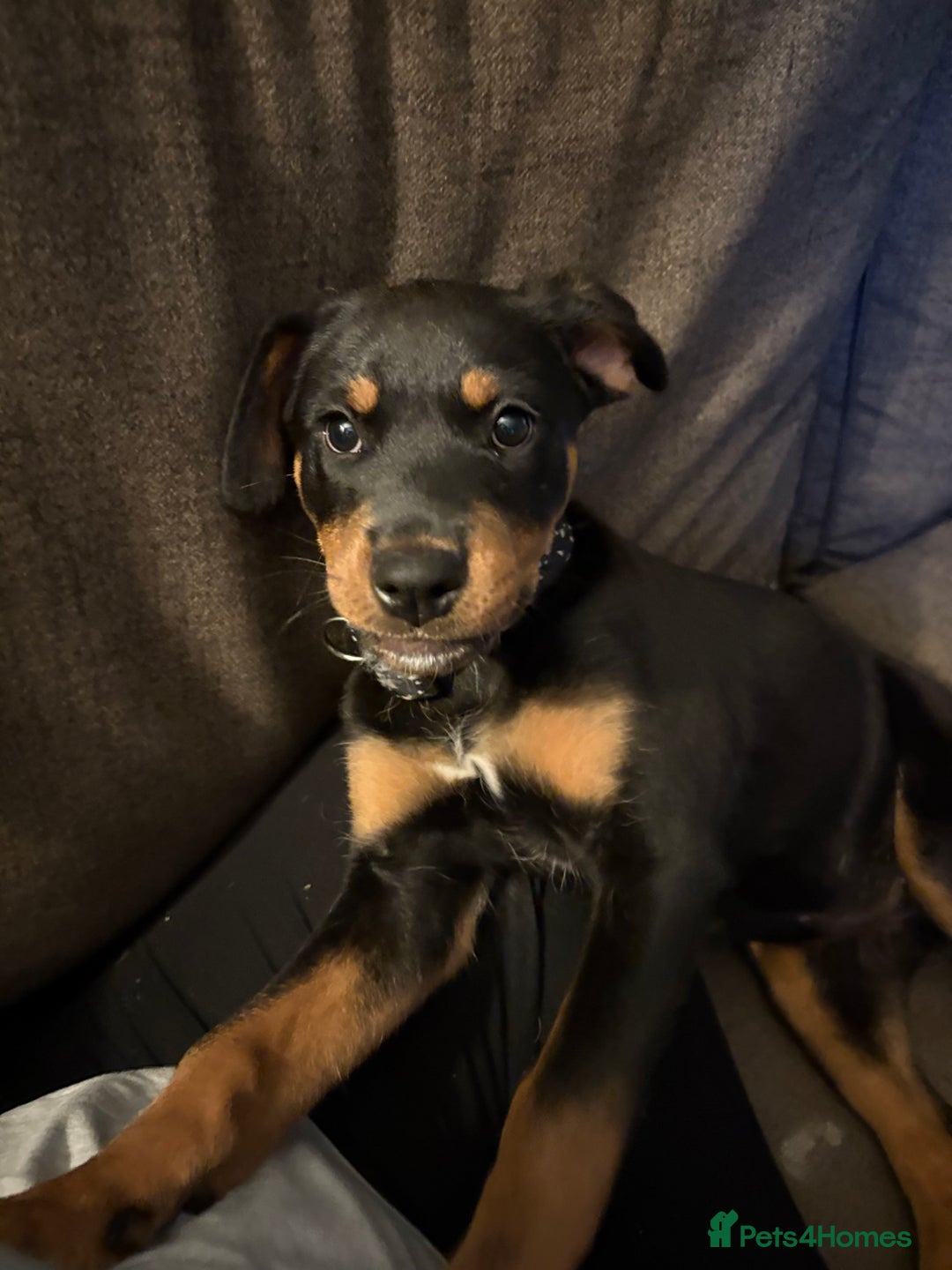 Rottweiler dogs for sale: Rottweiler pup  - Image 1