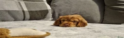 Cocker Spaniel dogs for sale: 🐾 Show Type Cocker Spaniel Boys – 2 Available - Advert 25