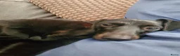 Dachshund dogs for sale: Lexi  - Advert 5